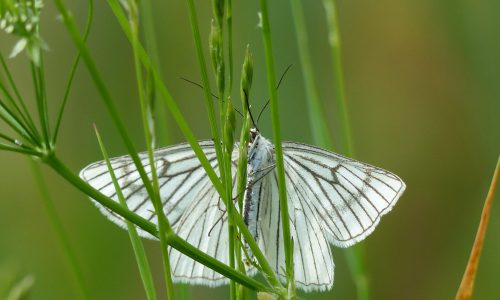 schmetterling_weiss